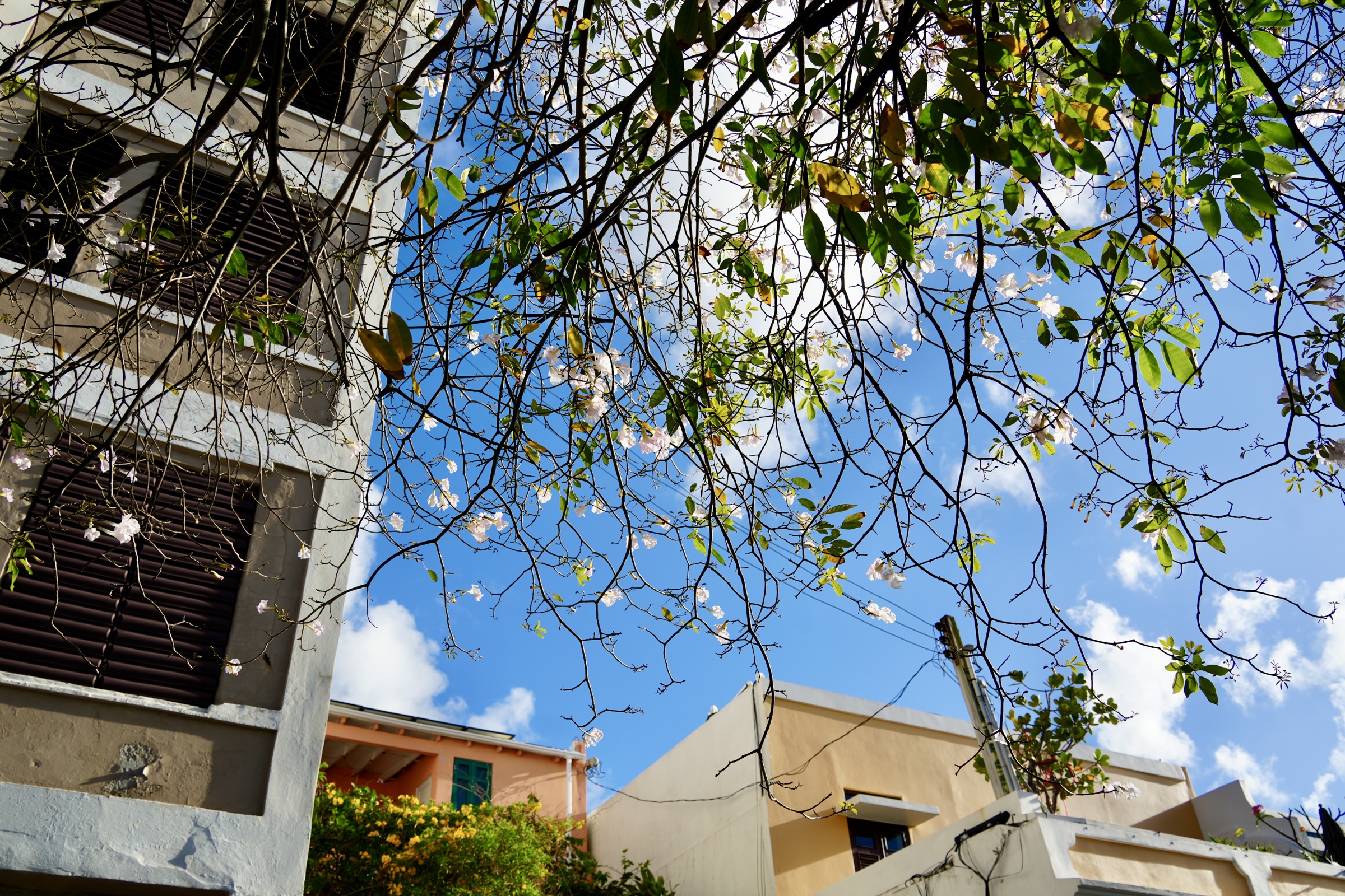 Flowering branches above colorful buildings